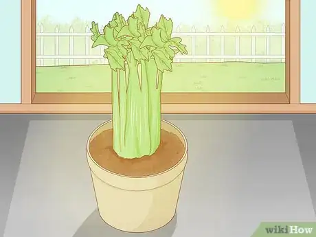 Image titled Grow Celery from a Stalk Step 9