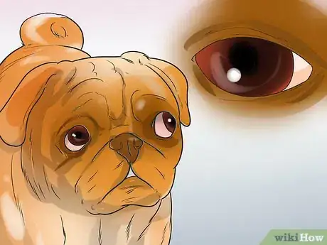 Image titled Treat Eye Problems in Pugs Step 23