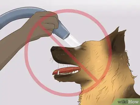 Image titled Blow Dry a Dog Step 20