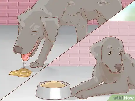 Image titled Care for a Dog Before, During, and After Pregnancy Step 5