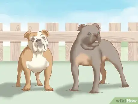 Image titled Identify an English Bulldog Step 3