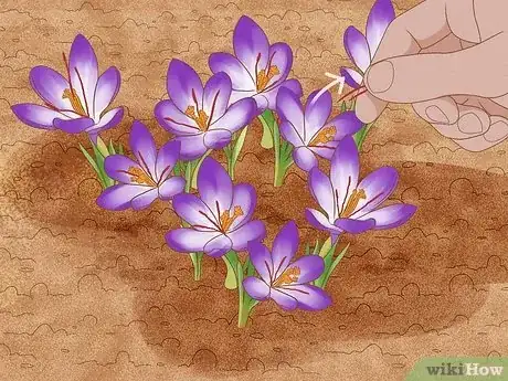 Image titled Grow Saffron Step 11