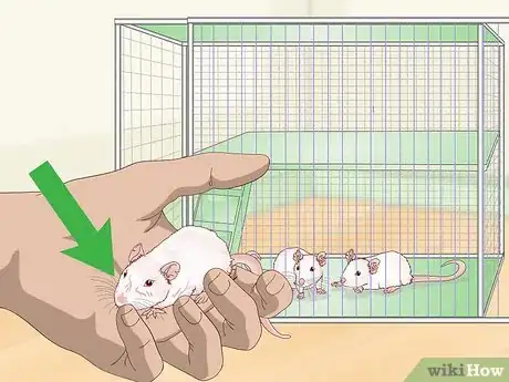 Image titled Stop Pet Mice from Fighting Step 5