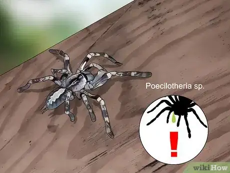 Image titled Pick a Pet Tarantula Step 4