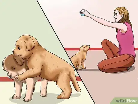 Image titled Choose a Healthy Puppy Step 6