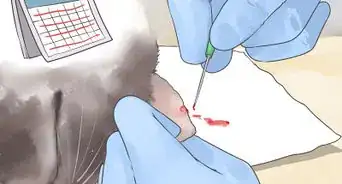 Diagnose and Treat Blood Blisters in Cats