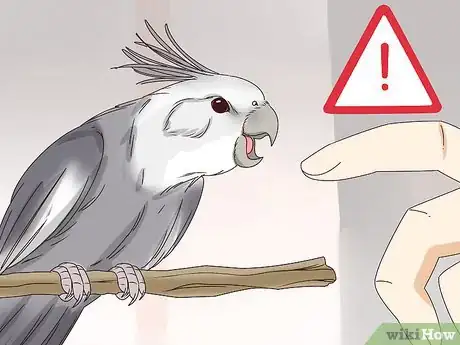 Image titled Understand Cockatiel Gestures Step 7