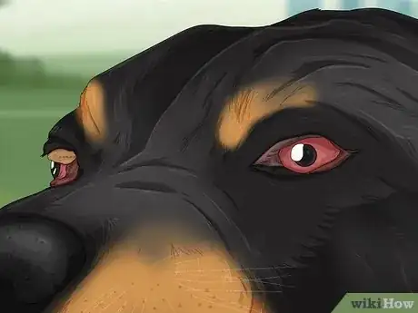 Image titled Tell if a Dog Is in Pain Step 12