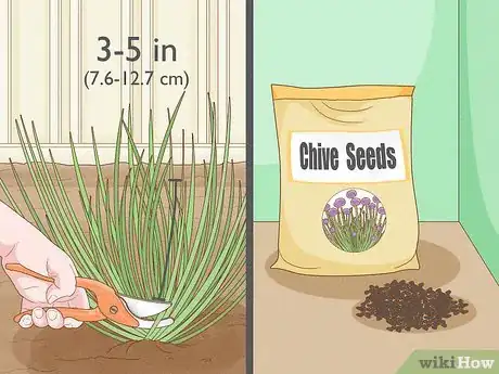 Image titled Grow Chives Step 5