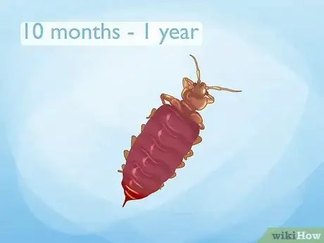 Image titled How Long Can Bed Bugs Live Without a Host Step 1