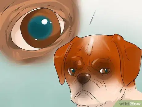 Image titled Treat Eye Problems in Pugs Step 22