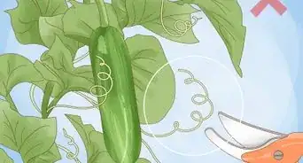 Prune Cucumber Plants