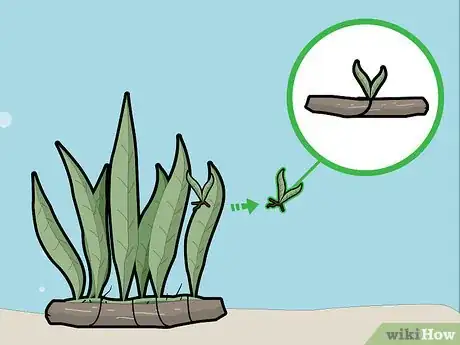 Image titled Plant a Java Fern Step 11