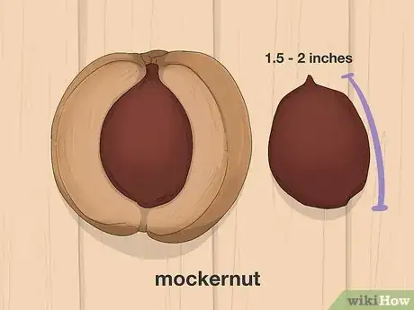 Image titled Identify Hickory Nuts Step 14