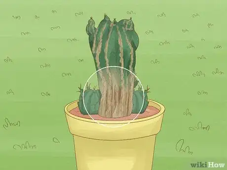 Image titled Grow a Cactus Step 15