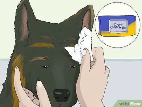 Image titled Keep a German Shepherd's Coat Shiny Step 10