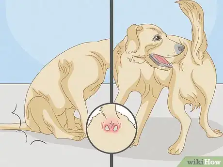 Image titled Get Rid of the Fishy Smell from My Dog Step 1