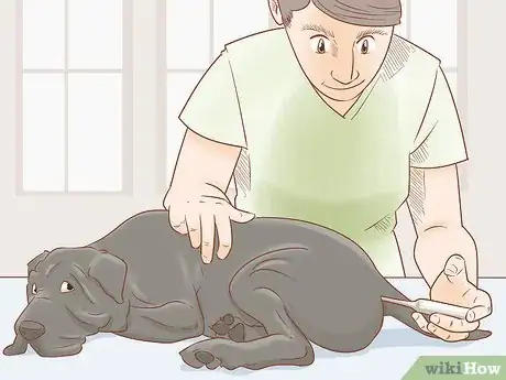 Image titled Breed Cane Corso Step 14