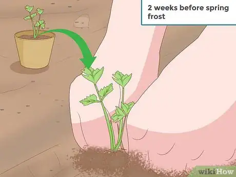 Image titled Grow Celery Step 9