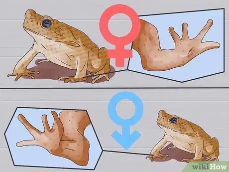 Image titled Dissect a Frog Step 5