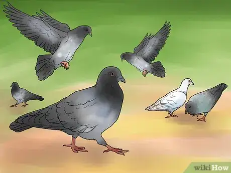 Image titled Catch Pigeons Step 19