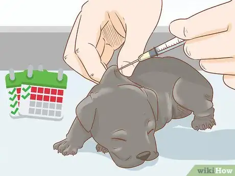 Image titled Breed Cane Corso Step 20