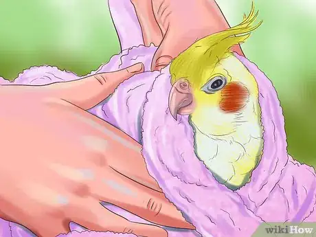 Image titled Groom a Cockatiel Step 12