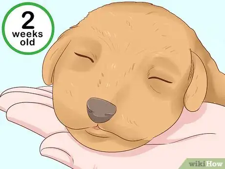 Image titled Tell Your Puppy's Age Step 8