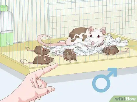 Image titled Stop Pet Mice from Fighting Step 9