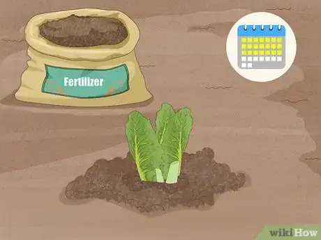 Image titled Grow Romaine Lettuce Step 11