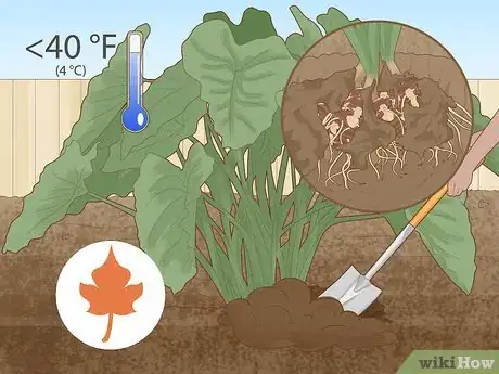 Image titled Propagate Elephant Ear Plants Step 1