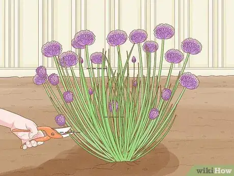 Image titled Grow Chives Step 4