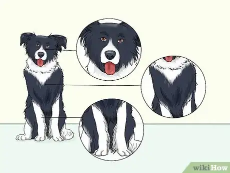 Image titled Identify a Border Collie Step 9