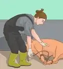 Hogtie a Pig