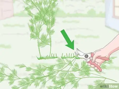 Image titled Prune Dill Step 10