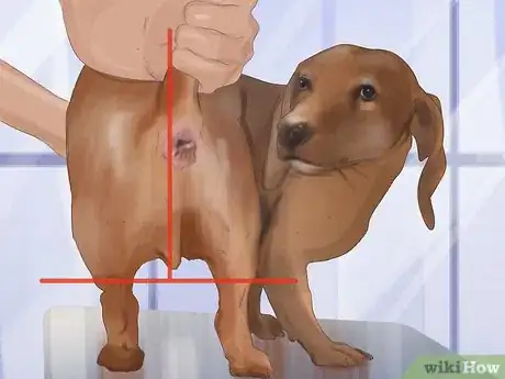 Image titled Express a Dog's Anal Gland Step 8