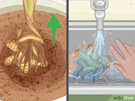 Image titled Grow Turmeric Step 20