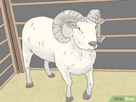 Image titled Breed Sheep Step 1