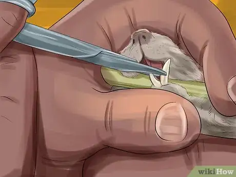 Image titled Keep Hamster Teeth Healthy Step 12