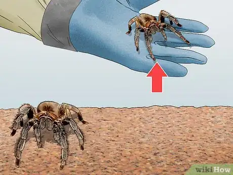 Image titled Breed Tarantulas Step 10