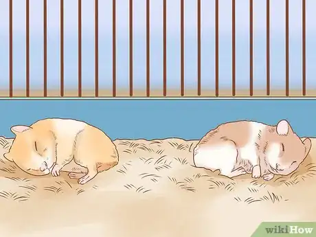 Image titled Introduce Two Dwarf Hamsters Step 10