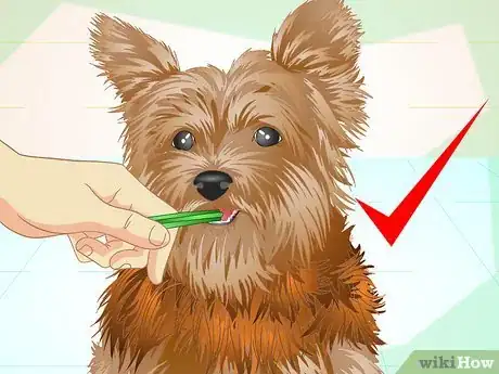 Image titled Keep Your Yorkie's Teeth Clean Step 14