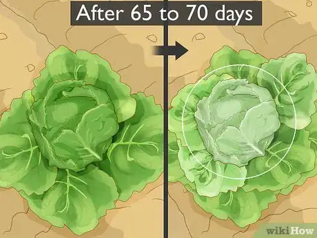 Image titled Grow Romaine Lettuce Step 16