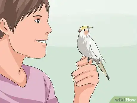 Image titled Train a Cockatiel to Talk Step 1