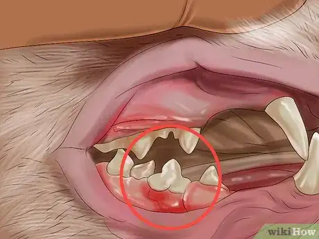 Image titled Spot Signs of Nutritional Deficiency in Cats Step 6