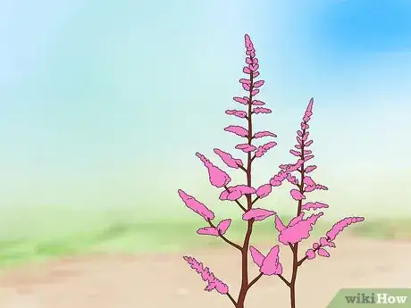 Image titled Divide Astilbe Step 1