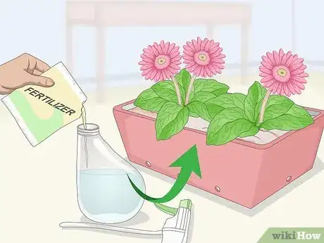 Image titled Grow Gerbera Daisies Step 21