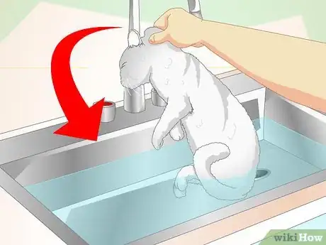 Image titled Inconspicuously Bathe a Cat Without Being Scratched Step 6