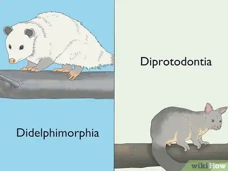 Image titled Possum vs Opossum Step 2