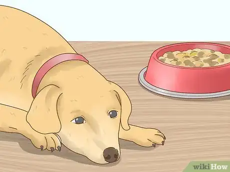 Image titled Tell if Your Dog Is in Heat Step 16